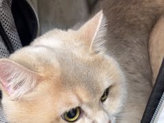 -美联众合动物医院·24h京西诊疗中心