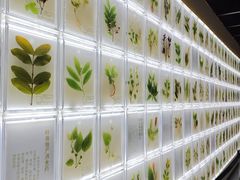 -广东中医药博物馆