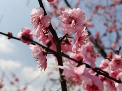 -上海滨江森林公园