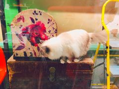 -猫咪博物馆(顶澳仔猫街店)