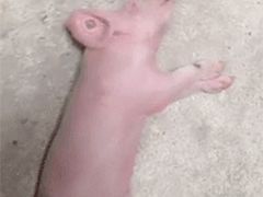 -喜茶(永旺梦乐城店)