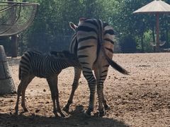 -大连森林动物园