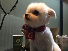 -Oh My Dog宠物沙龙(伊珊娜皮毛护理店)