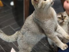 -猫色咖啡·猫咖