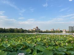 -莲花池公园