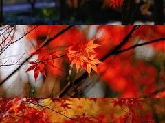 -花开海上生态园