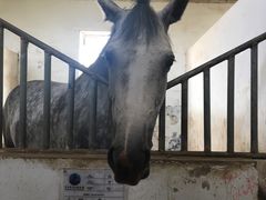 -月河湾马术俱乐部(朝阳店)