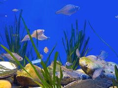 -上海海洋水族馆