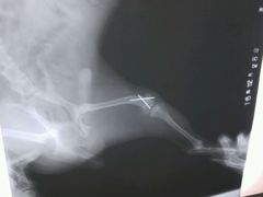-佳怡动物医院·平价24小时·猫专科骨外科