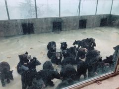 -东方熊牧场