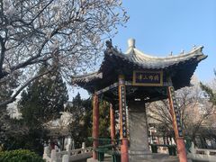 -桃花堤公园
