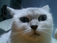 -喵的天空名猫咖啡馆·撸猫·猫舍·用品