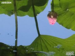 -紫竹院公园冰场
