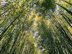 -竹泉村旅游度假区