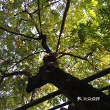 春晖园散心