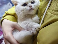 -北京观赏动物医院·24小时大型综合·猫专科·异宠专科