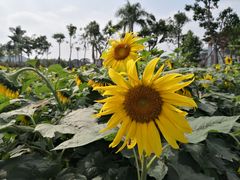 -东南花都花博园