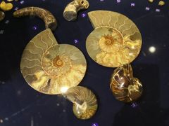 -青岛贝壳博物馆