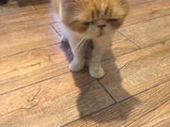 -more than meow吴止猫主题餐厅(承德 中船汇店)