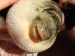 -肆月河豚·淮扬菜·湘菜(华天店)