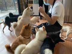 -柴犬高等学院·狗咖·柴犬售卖·宠物训练