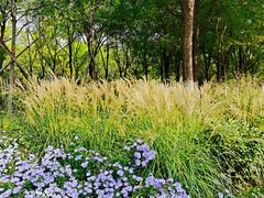 -永定河休闲森林公园