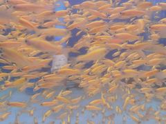 -青石桥花鸟鱼虫市场(叠翠城店)