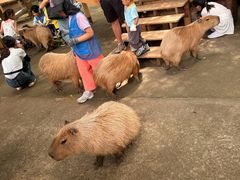 -深圳野生动物园