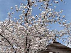 -顾村公园