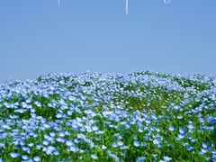 -花开海上生态园