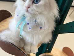 -共舞时光猫咖·狗咖(新街口店)