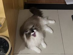 -伟伟宠物医院·瑞派猫友好医院·猫科(光谷店)