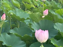 -莲花池公园