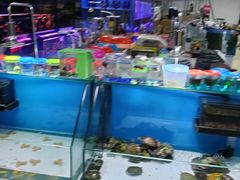 -花鸟鱼古玩市场