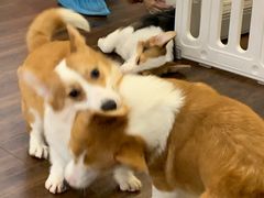 -柯斗斗主题餐厅·狗咖·围炉煮茶·茶饮(国瑞升平里店)