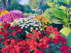 -上海共青森林公园