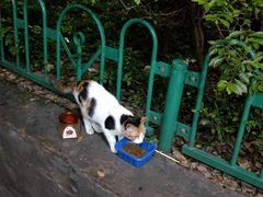 -御宝贝·A梦猫科宠物医院(国际猫友好医院)