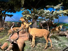 -国家自然博物馆