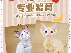 -十年猫舍·猫咪专门店(普陀店)