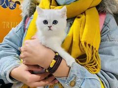 -欣宠猫屋·矮脚拿破仑·蓝金金渐层