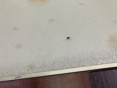 -福顺祥大盘鸡(临潼店)