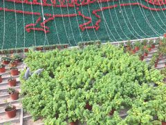 -万源龙顺度假庄园生态观光园