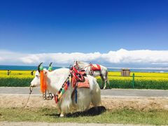 -青海湖国家重点风景名胜区