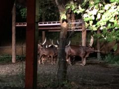-清迈夜间动物园