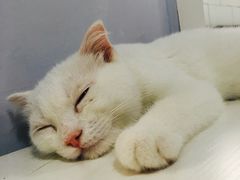 -喵的天空名猫咖啡馆·撸猫·猫舍·用品