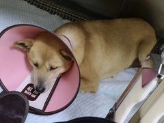 -贝妮宠物医院
