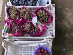 -马陆小张葡萄园农家乐