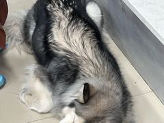 -汪说·狗咖(旺城大厦店)