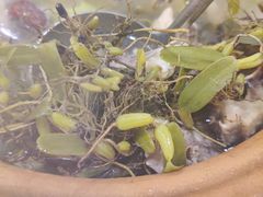 -洪大厨鸡煲(福田店)