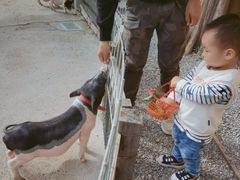 -前小桔亲子创意农场·草莓采摘·露营烧烤